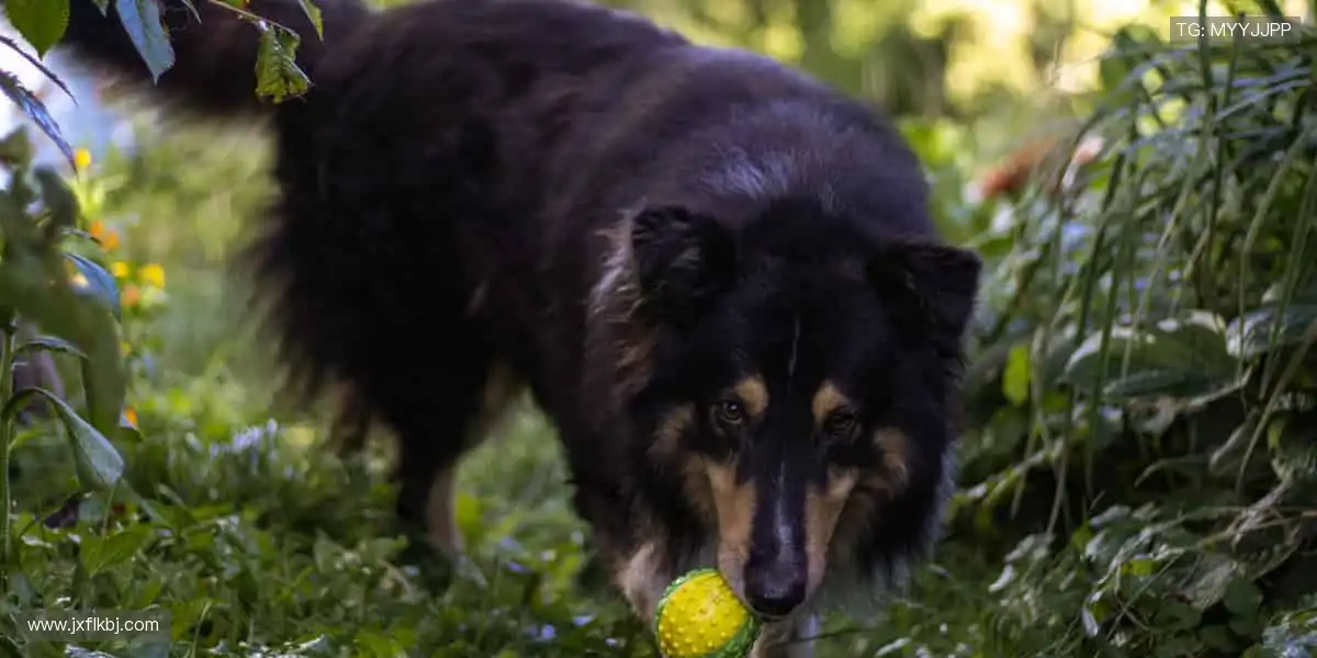 🏀全明星阵容，震撼来袭！篮球联赛官网，每一场都是视觉盛宴！🎯💥